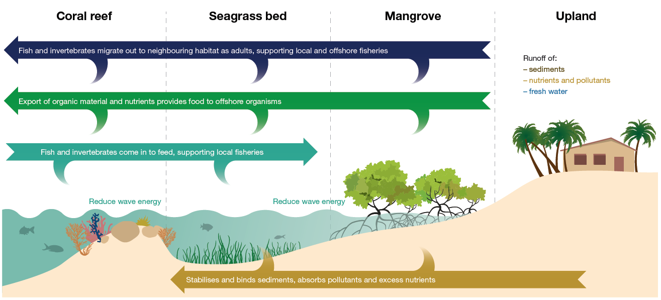 Grafik veranschaulicht die Wechselbeziehungen und markantesten Ökosystemdienstleistungen von Küstenökosystemen, u.a. von Mangroven.