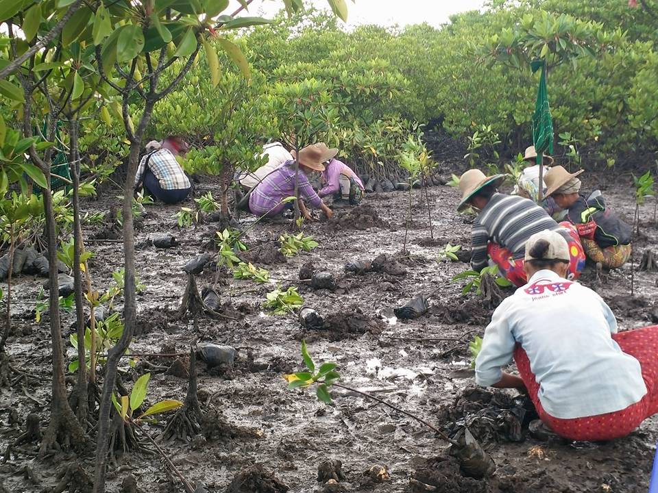 Mangrovensetzlinge werden gepflanzt.